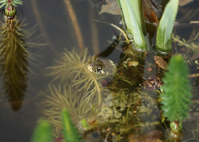 Wildlife Round Tresham