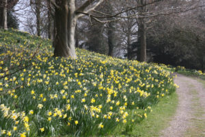 Daffodils