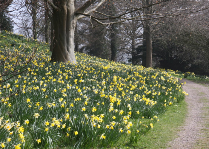 Daffodils