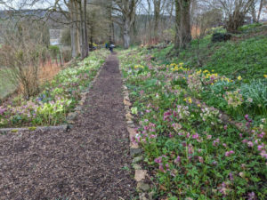 Trench Hill Garden Visit