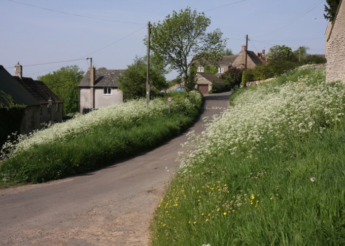 Tresham Lane with Queen Anne’s Lace